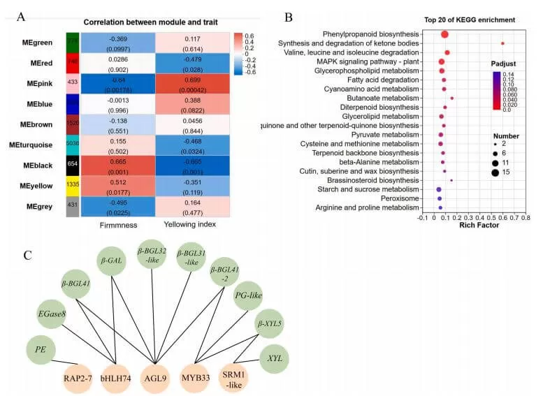 How Low-Temperature Stress Impacts Papaya Softening Transcriptomic Metabolomic Insights figure 4